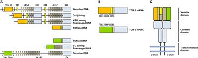 Single Cell T Cell Receptor Sequencing: Techniques and Future Challenges